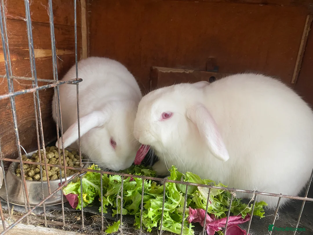 Mini Lop rabbits for sale: Bonded sisters  - Advert 2