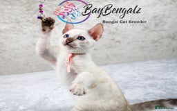 Bengal cats for sale: 1 Boy left, Bengal Snow kittens from RW TGC Sire - Image 12