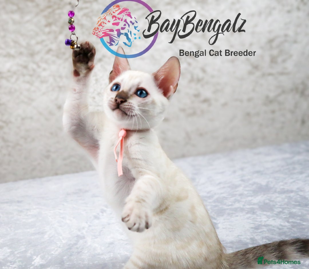Bengal cats for sale: 1 Boy left, Bengal Snow kittens from RW TGC Sire - Image 12