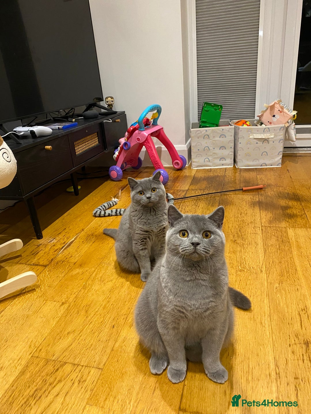 British Shorthair cats for sale: Beautiful Chunkey Kittens Ready for Forever Homes - Advert 5