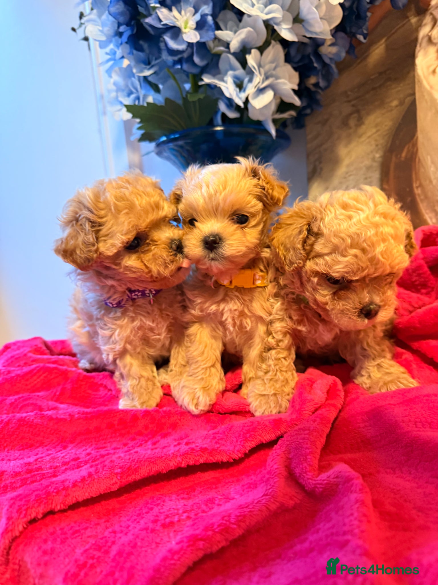 Maltipoo dogs 🧡🤎Beautiful F1 litter of Mini Mini Matipoo 🧡🤎 - Advert 6