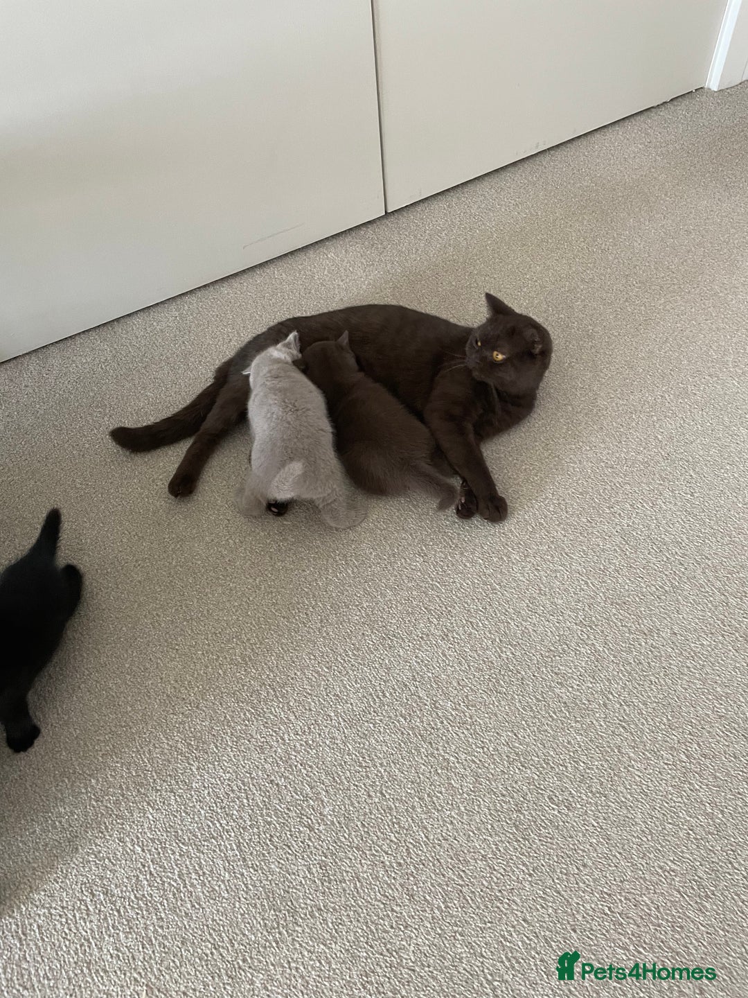 British Shorthair cats for sale: GCCF  black little girl remaining  - Image 12