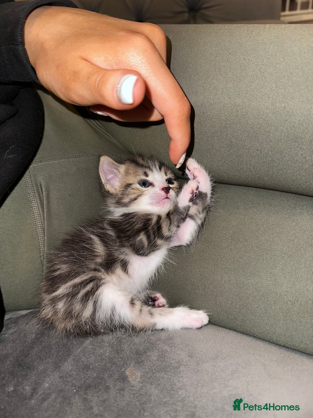 Mixed Breed cats for sale: Last 2 loving kittens  - Image 1