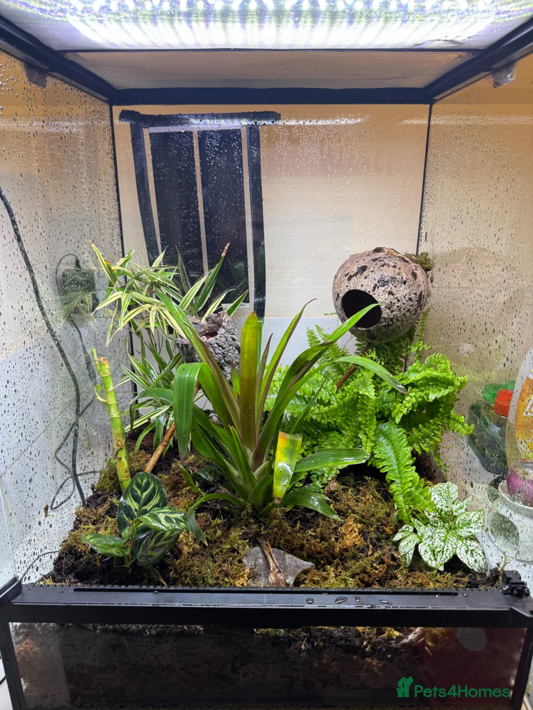 Gecko reptiles for sale: Crested gecko and set up   in Warminster - Advert 3