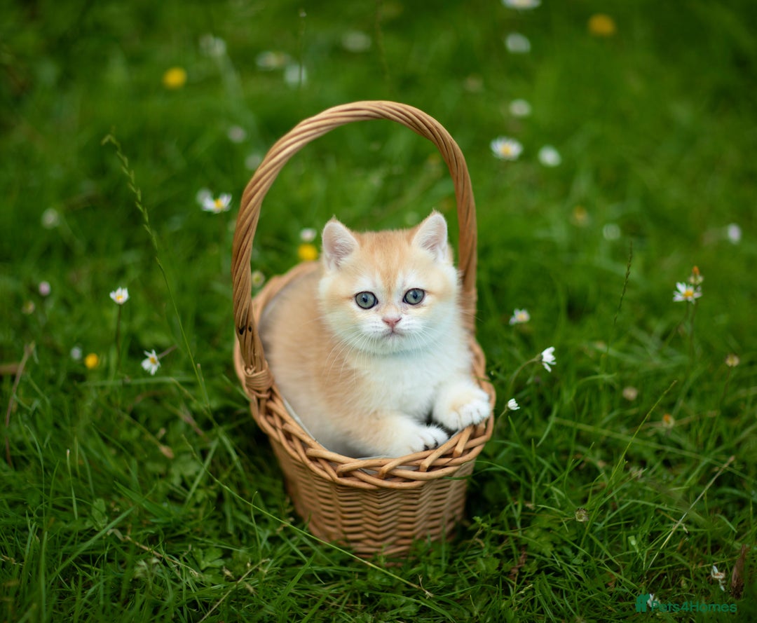 British Shorthair cats for sale: 🔥Exceptional GCCF pedigree golden BSH - Image 23