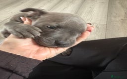 Staffordshire Bull Terrier dogs for sale: Blue Staffordshire bull terrier pups  - Image 24