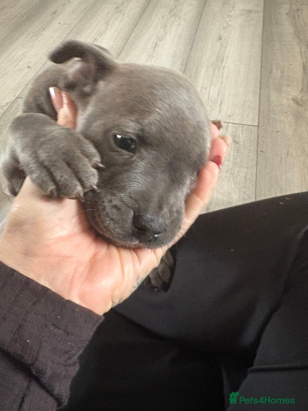 Staffordshire Bull Terrier dogs for sale: Blue Staffordshire bull terrier pups  - Image 24
