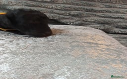 Jackapoo dogs for sale: Beautiful Jackapoos puppies - Advert 18