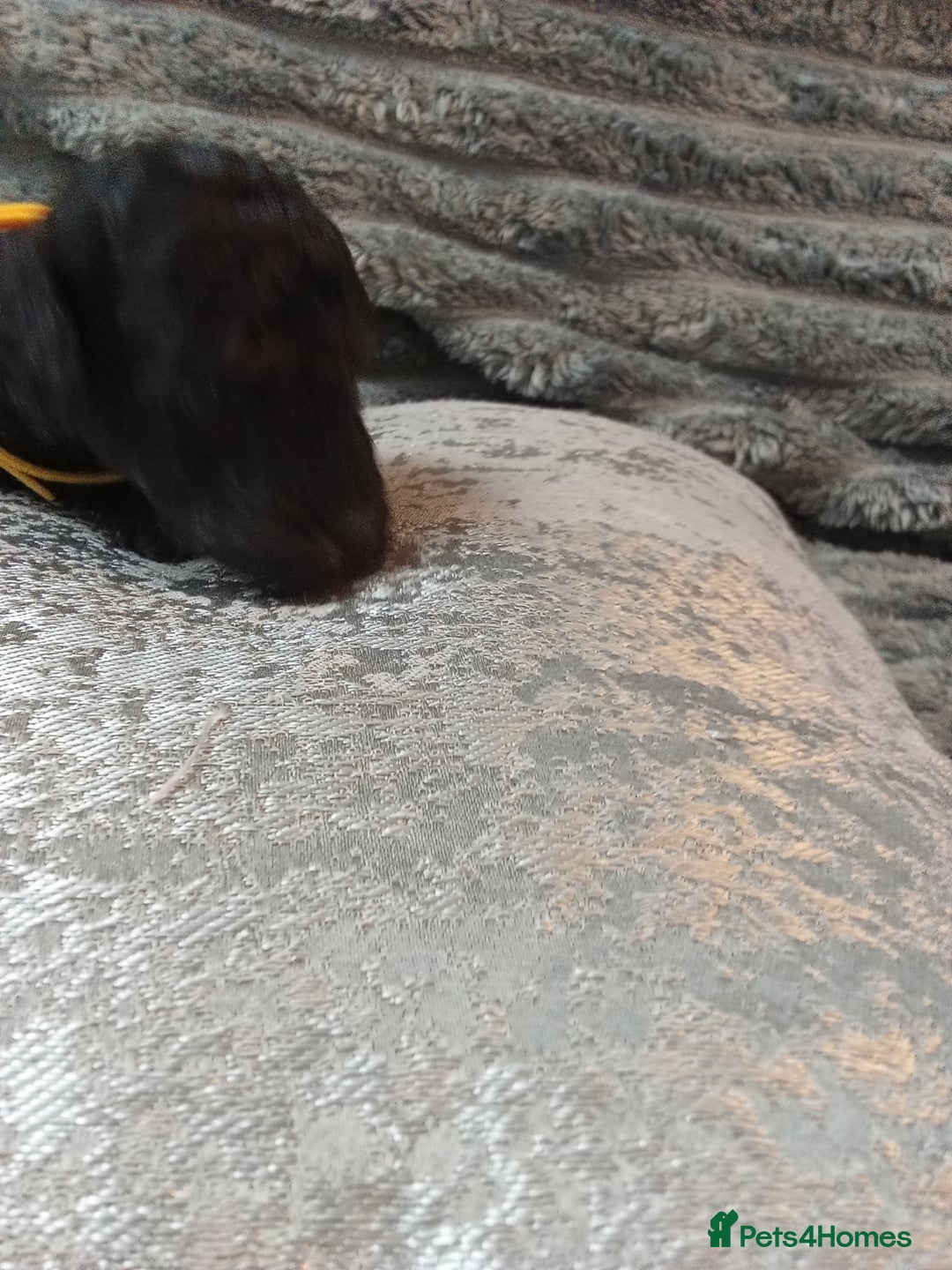 Jackapoo dogs for sale: Beautiful Jackapoos puppies - Advert 18