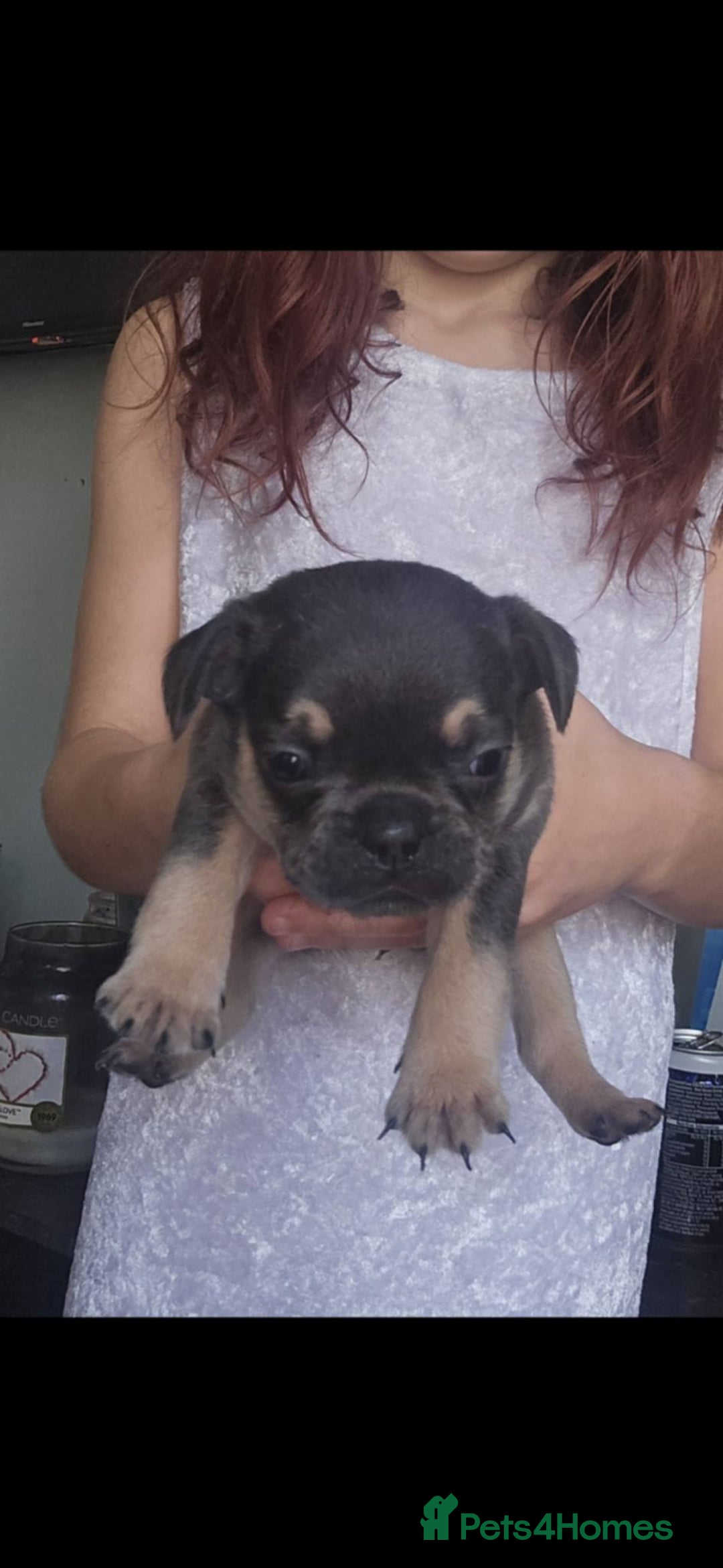 French Bulldog dogs for sale: Last little boy, L4 carrier - Advert 6