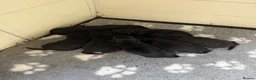 Labrador Retriever dogs for sale: Black Labradors boys and girls  - Advert 13