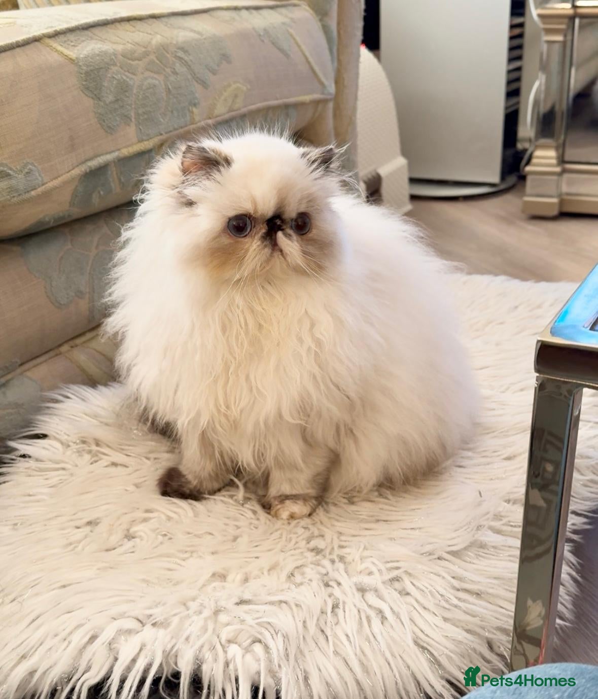 Persian cats Stunning GCCF Blue Eye Persian Girl  - Advert 5