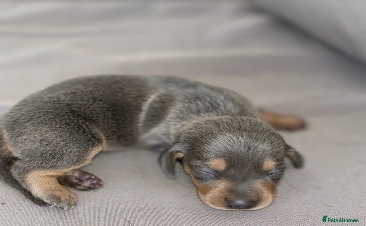 Dachshund dogs - Advert 2