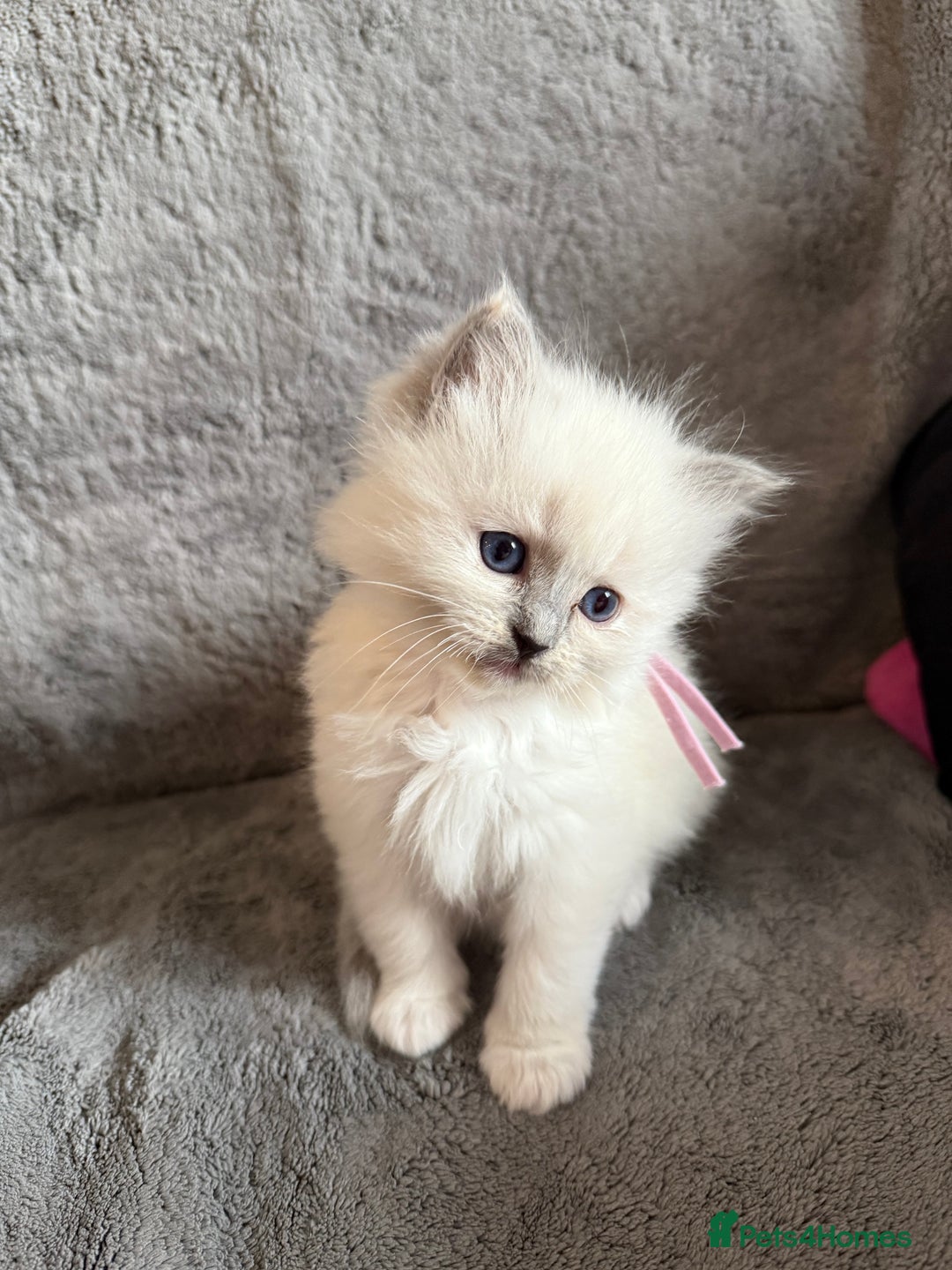 Ragdoll cats for sale: Genetically tested parents 6 Adorable Kittens  - Advert 1