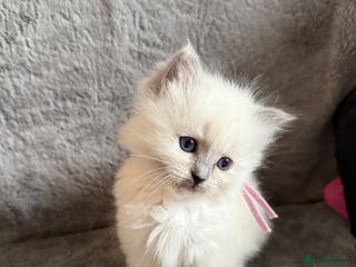 Ragdoll cats Genetically tested parents 6 Adorable Kittens - Advert 4