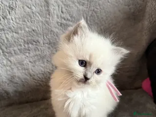 Ragdoll cats Genetically tested parents 6 Adorable Kittens - Advert 17