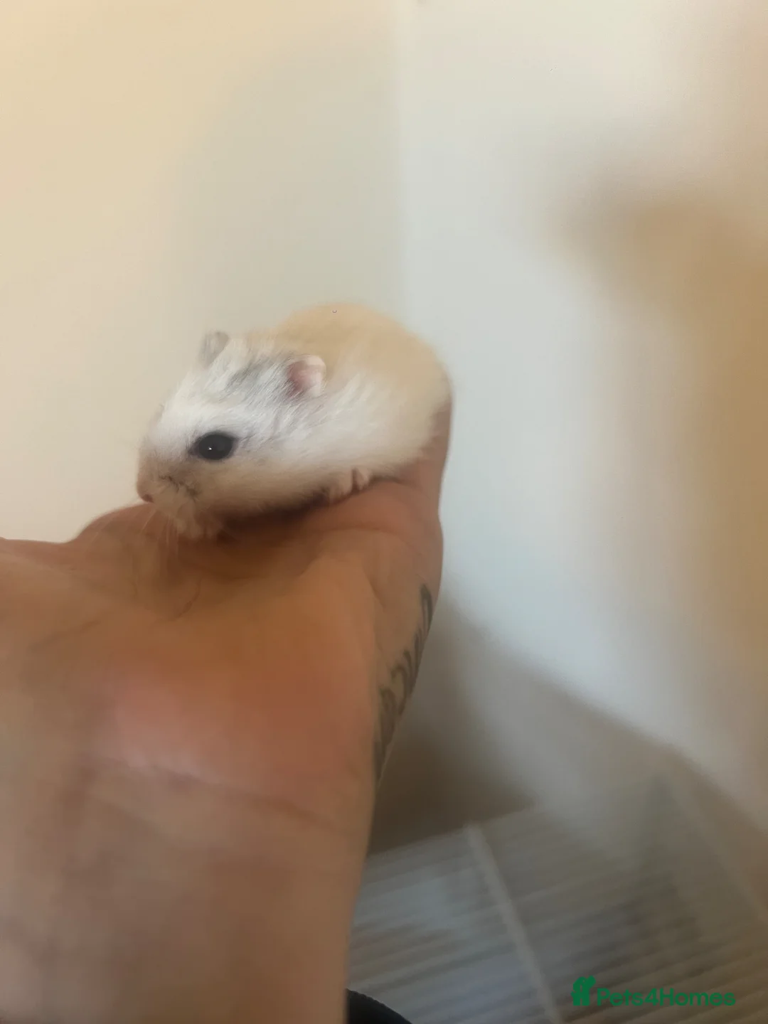 Hamster rodents for sale: Russian dwarf hamster in Sutton-in-Ashfield - Advert 1