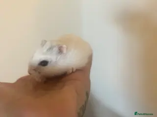 Hamster rodents Russian dwarf hamster - Advert 2