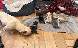 French Bulldog dogs for sale: Beautiful Pups – Looking for Their Forever Homes - Advert 8