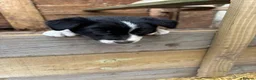 Border Collie dogs for sale: Two Border collie bitch puppies for sale  in Tenbury Wells - Advert 6