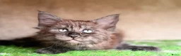 Maine Coon cats for sale: Black Smoke TICA Maine Coons - Advert 10