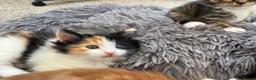 Mixed Breed cats for sale: Tabby Kittens and Ginger - Advert 3