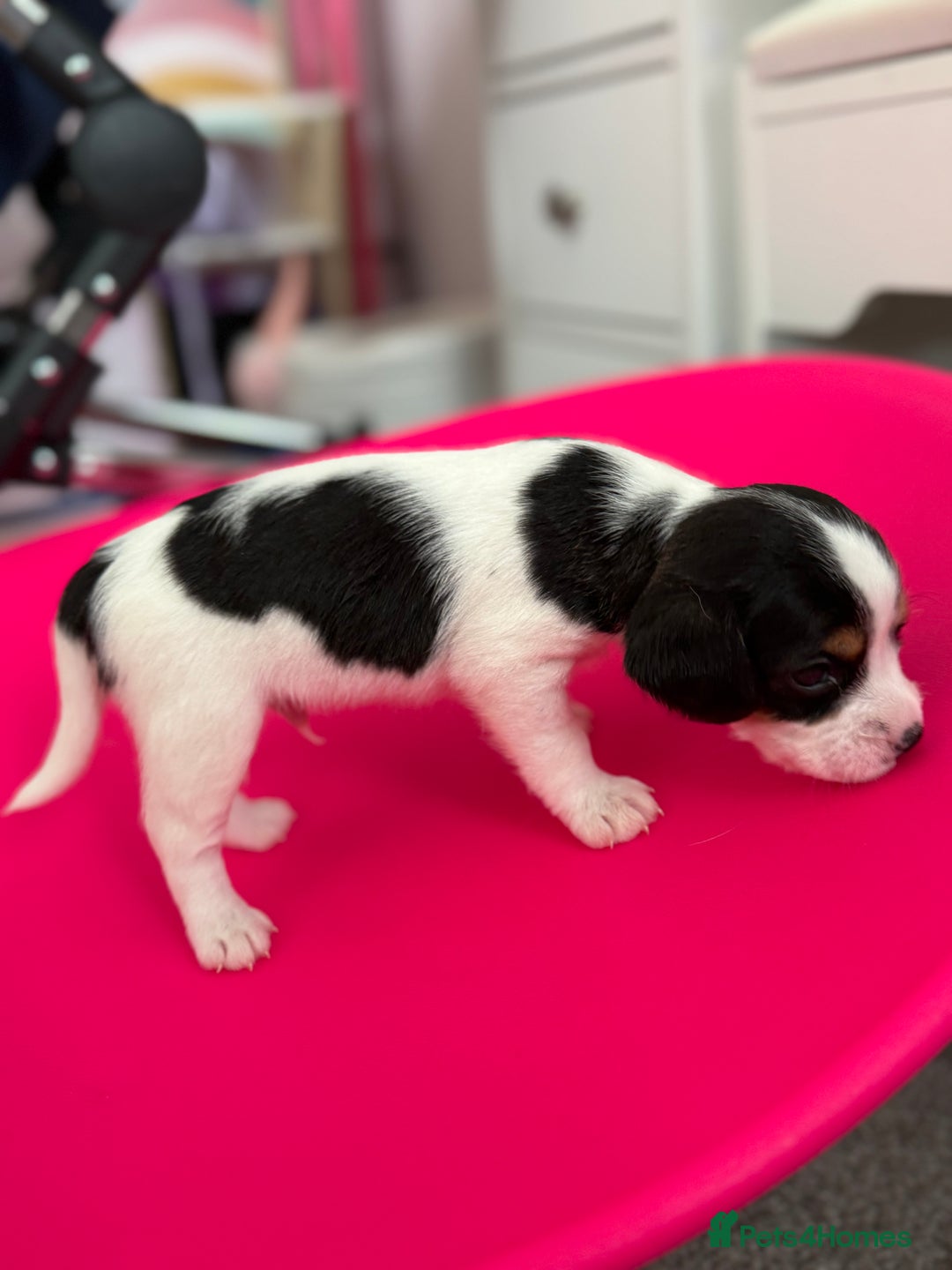 Mixed Breed dogs for sale: Cavalier King Charles cross puppies - Advert 3