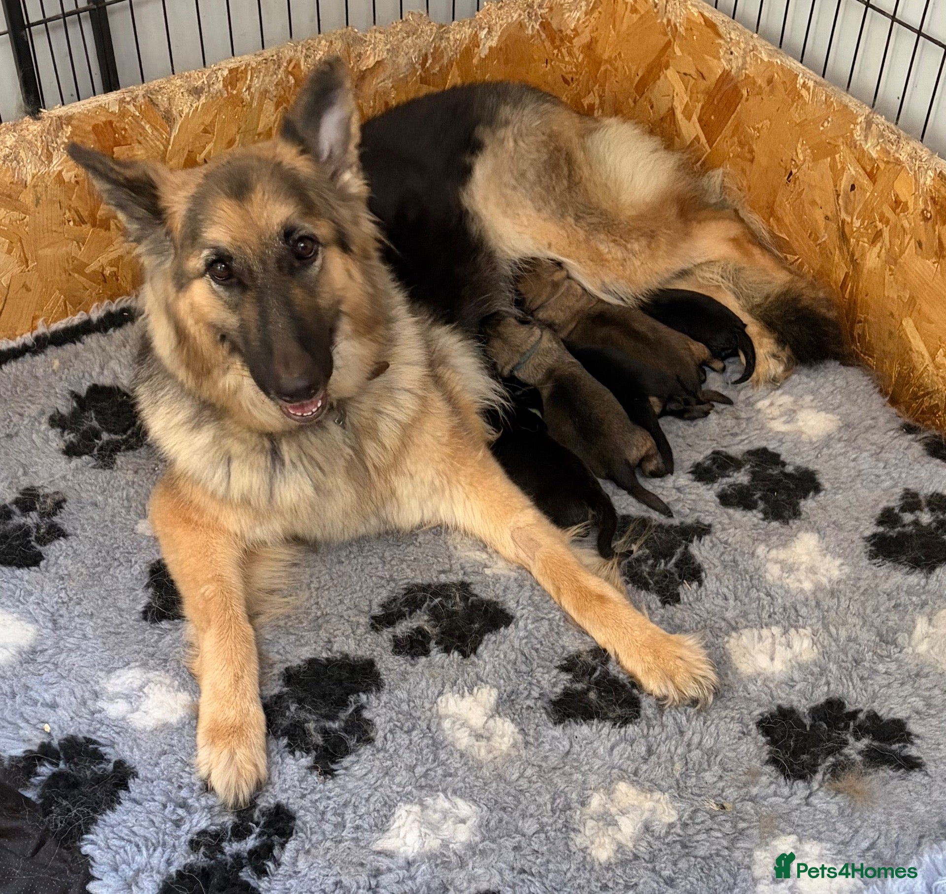 German Shepherd dogs Long haired Chunky GSD puppies - Advert 1