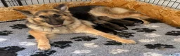 German Shepherd dogs for sale: Long haired Chunky GSD puppies in Downham Market - Advert 1
