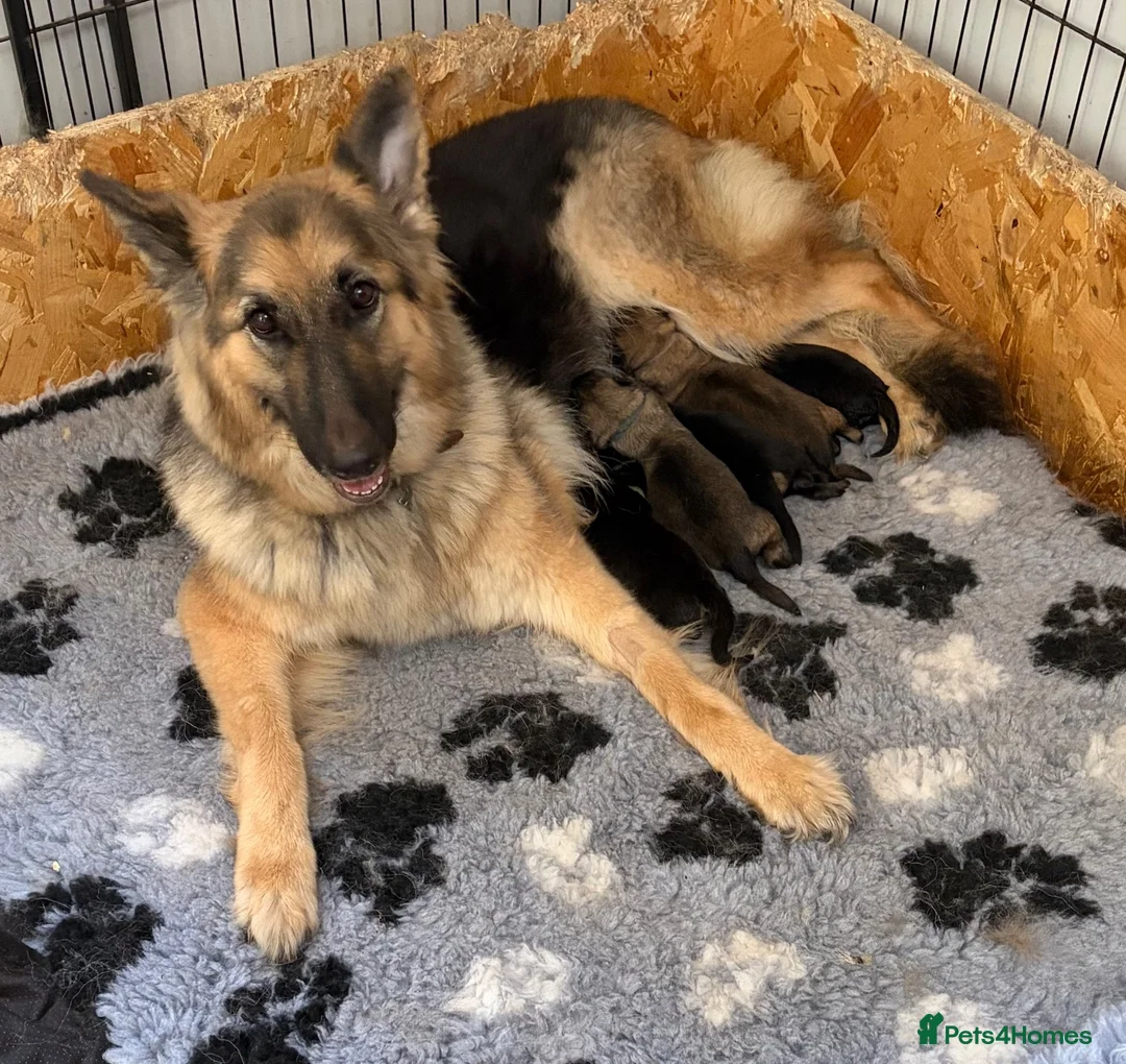 German Shepherd dogs for sale: Long haired Chunky GSD puppies in Downham Market - Advert 1