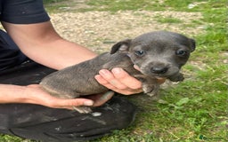 Jack Russell dogs for sale: Blue & Black Brindle Jack Russells - Image 21