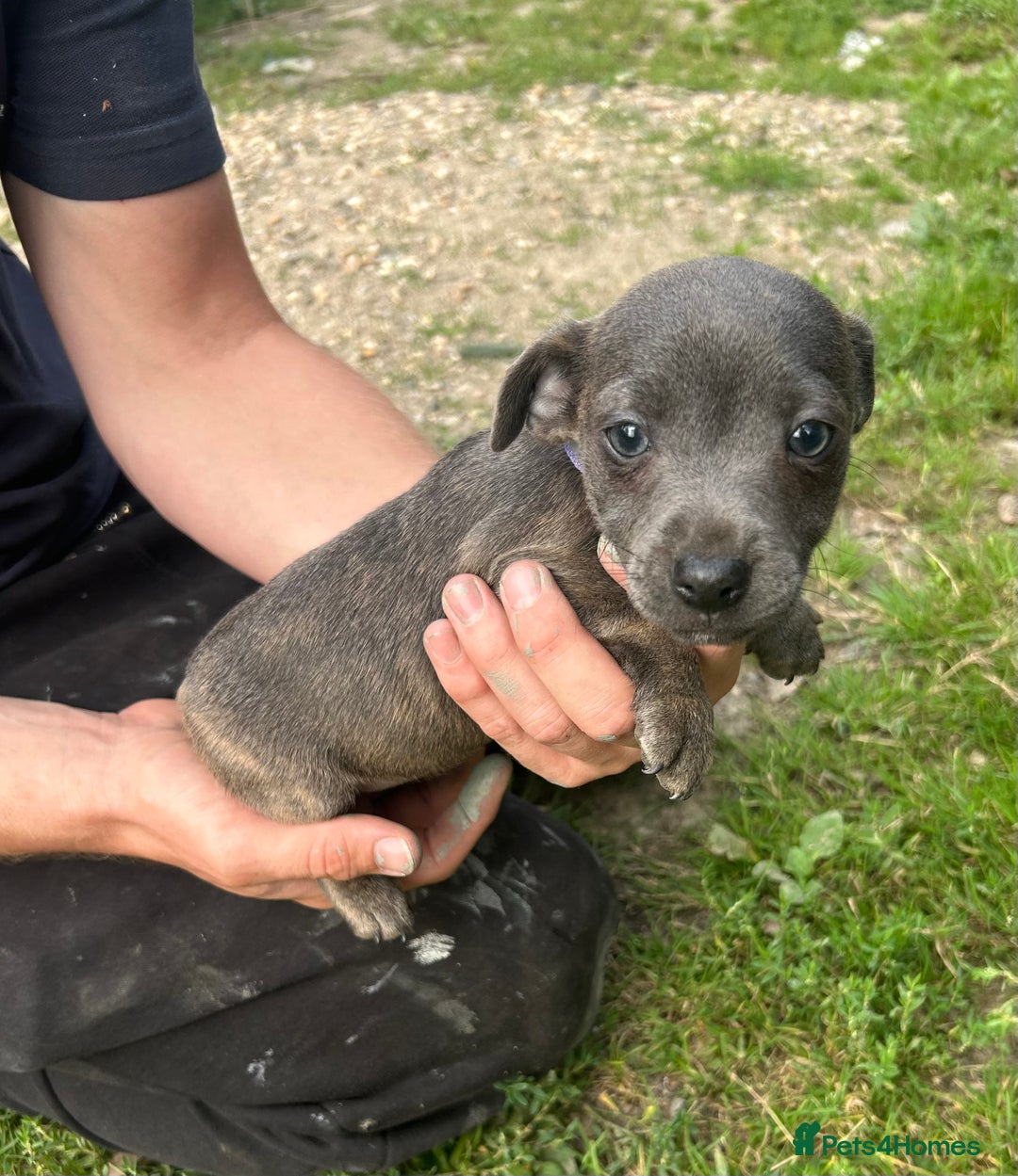 Jack Russell dogs for sale: Blue & Black Brindle Jack Russells - Image 21