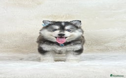 Pomsky dogs for sale: Stunning blue eyes F3 Pomsky puppies for sale  - Image 7