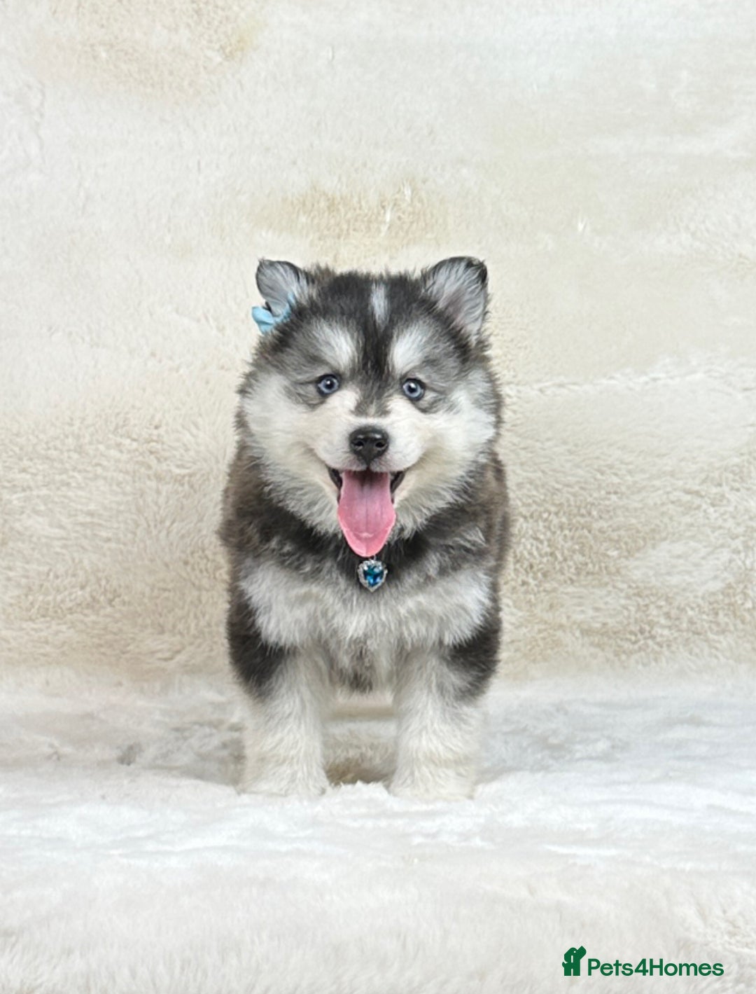 Pomsky dogs for sale: Stunning blue eyes F3 Pomsky puppies for sale  - Image 7