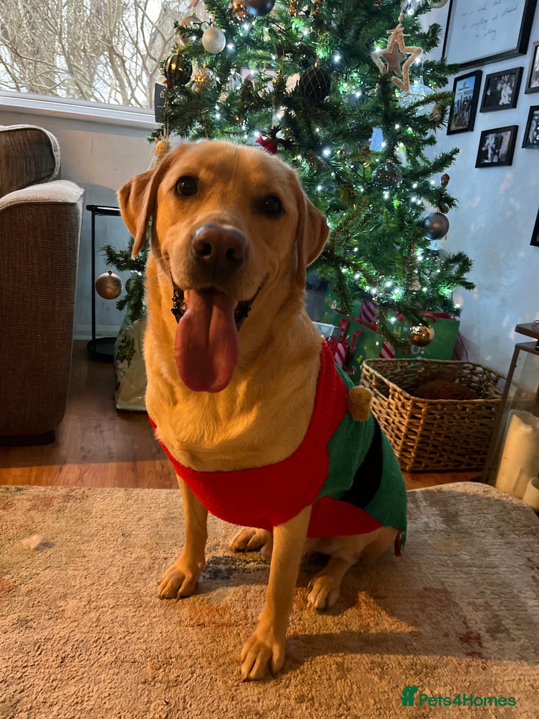 Labrador Retriever dogs for sale: 3 year old male labrador  - Image 5