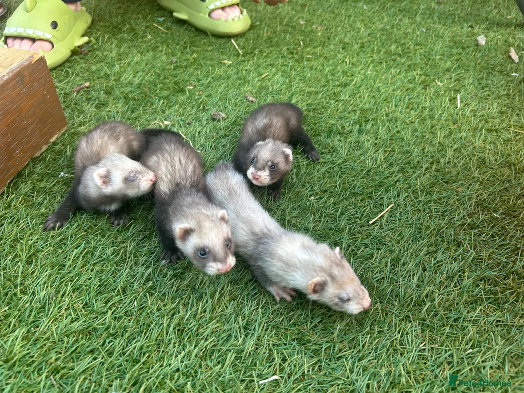 Ferret rodents for sale: Baby Ferrets  - Advert 1
