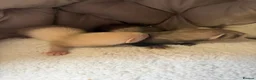 Ferret rodents for sale: Ferret Kits  in Manchester - Advert 3