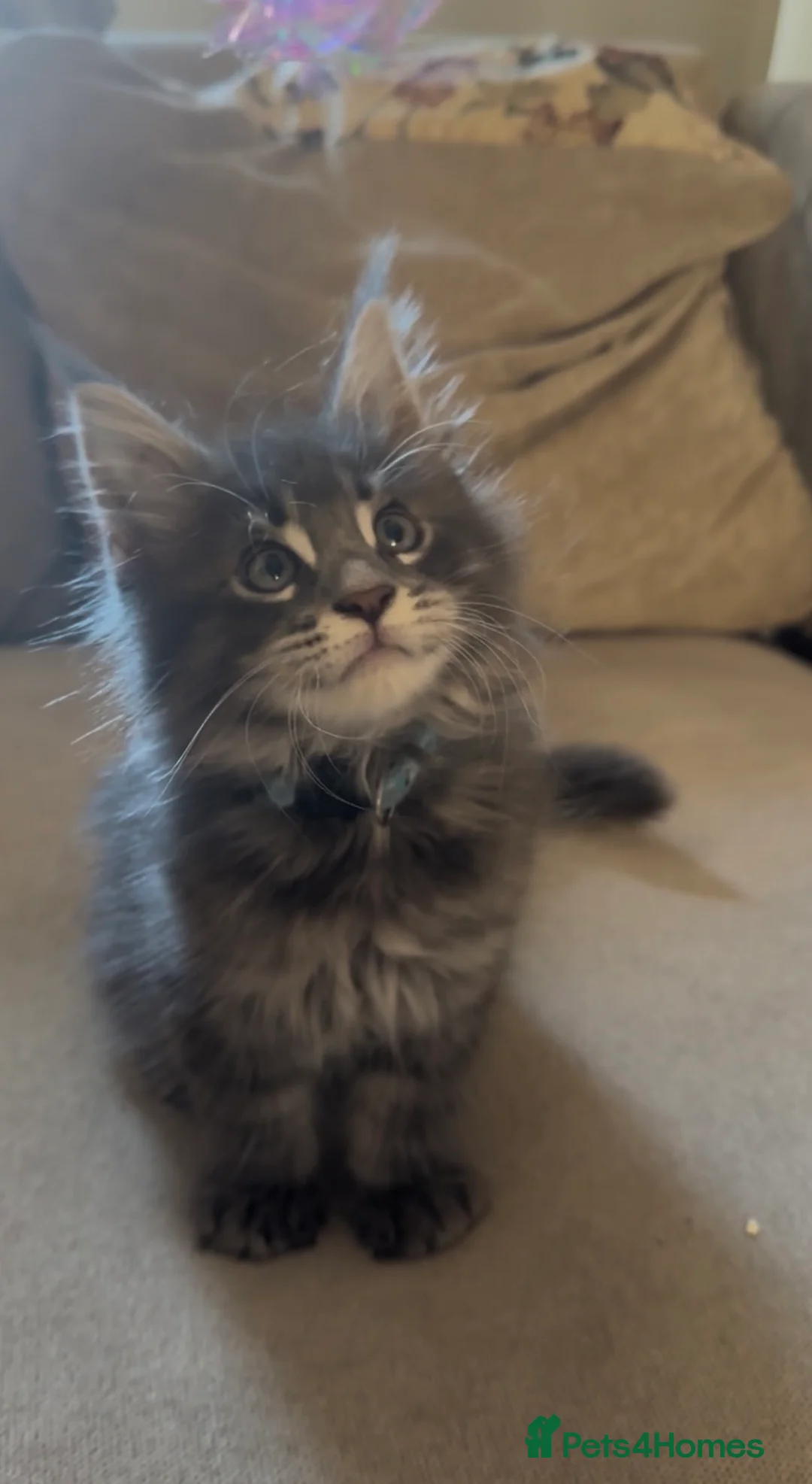 Maine Coon cats for sale: chunky tica Maine coons (active/pet)  - Advert 21