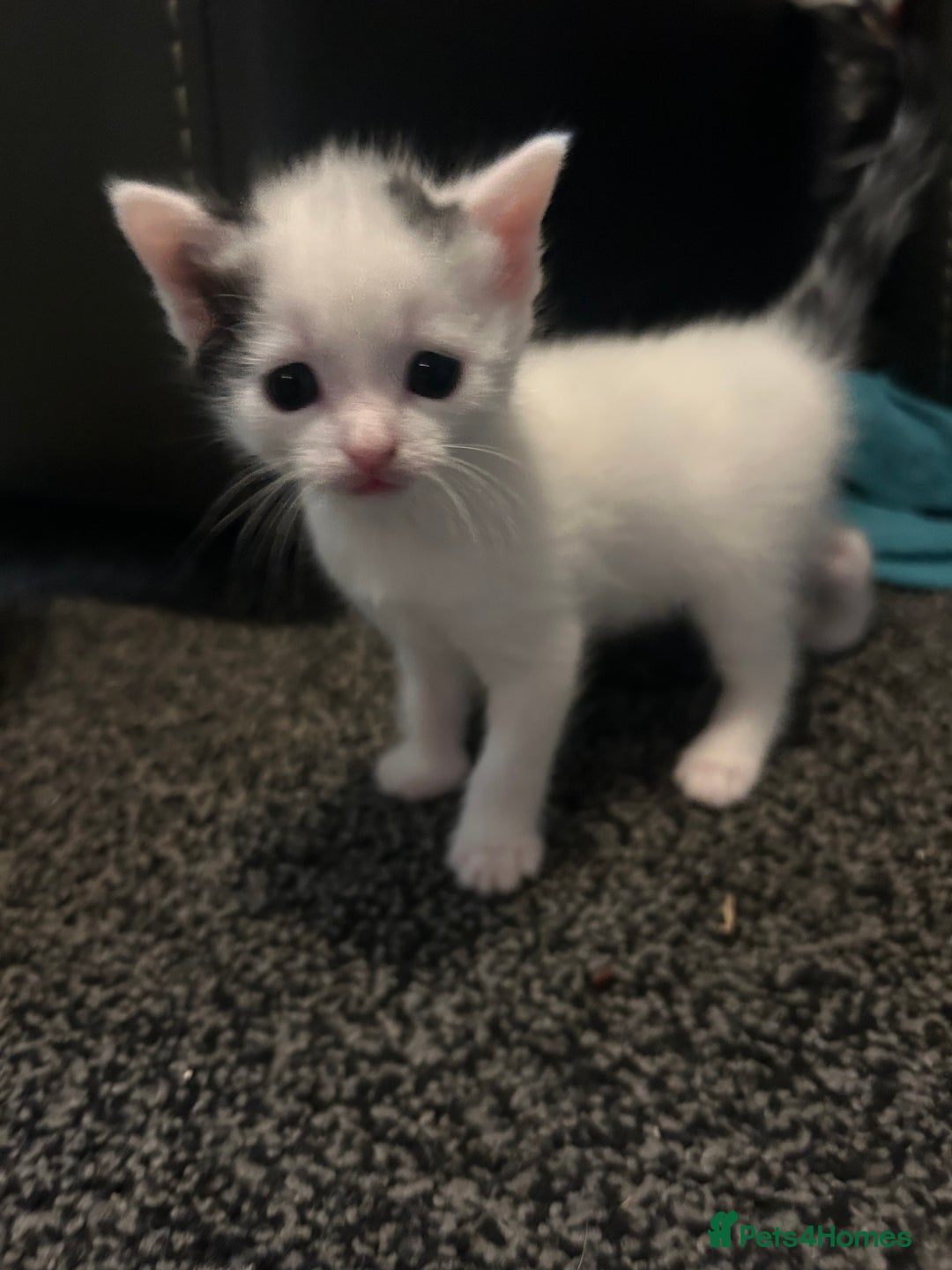 Domestic Shorthair cats for sale: Kittens for sale  - Image 15