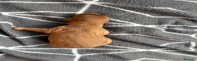 Cockapoo 4