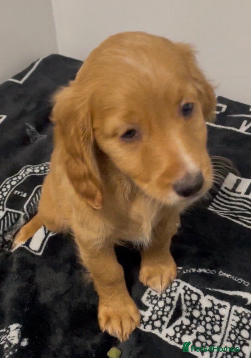 Cockapoo dogs for sale: 1 LEFT Female F1 Cockapoo Ready To Go - Advert 1