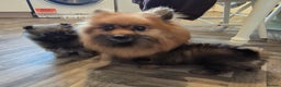 Pomeranian dogs for sale: Beautiful little pomeranians - Advert 15