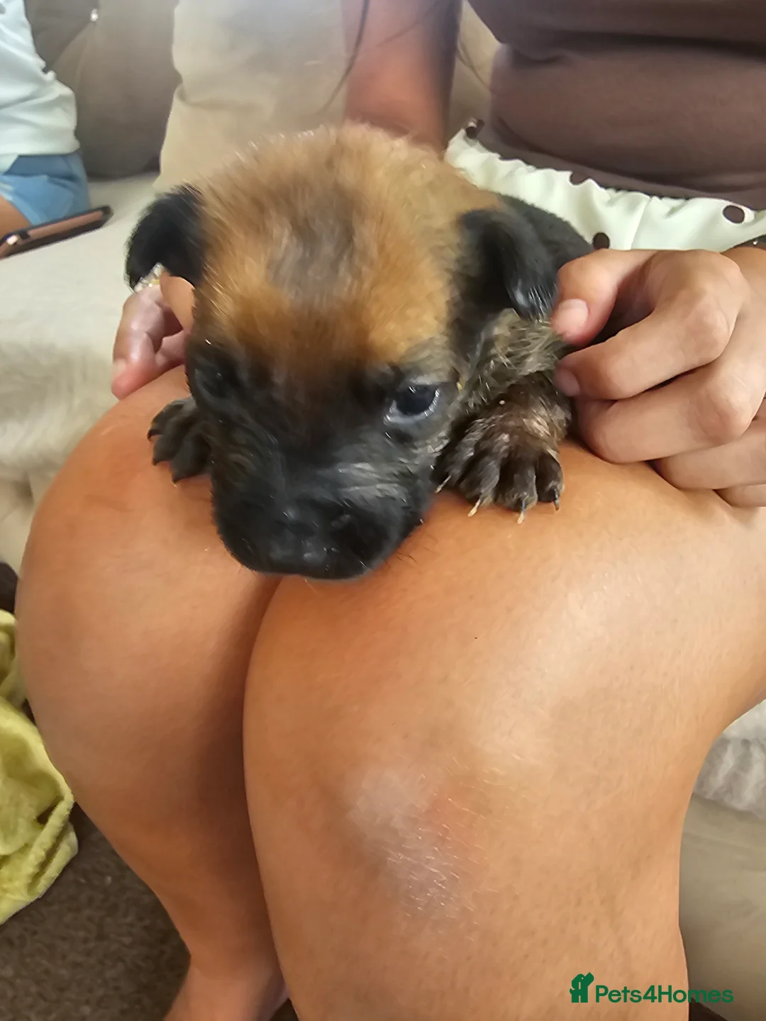 Belgian Shepherd Dog dogs for sale: Outstanding Belgium malinois puppies  - Advert 2
