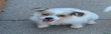 Jack Russell 3