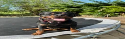 Rottweiler dogs for sale: Bear the Rottweiler  in Witney - Advert 1