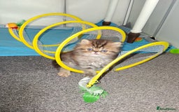 Persian cats for sale: Adorable pure Persian  - Image 5