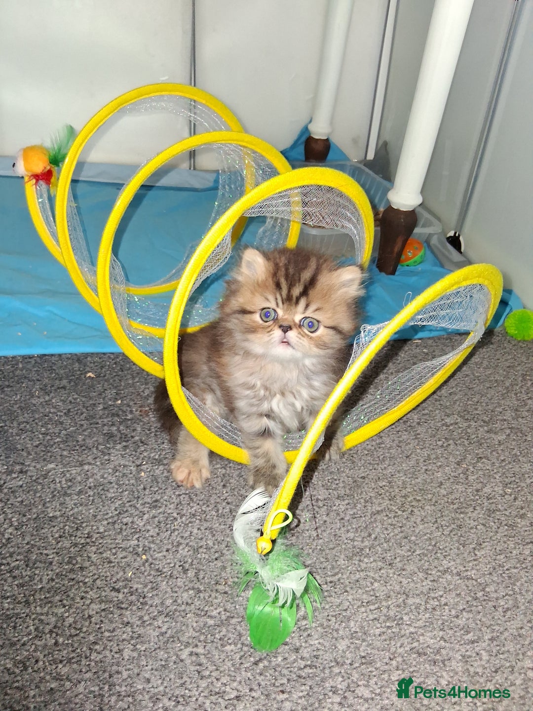 Persian cats for sale: Adorable pure Persian  - Image 5