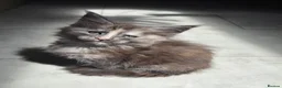 Maine Coon cats for sale: ❤️ Beautiful Maine Coon XL TICA Kittens ❤️ - Advert 32