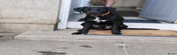 Springador dogs for stud: springador for stud - Advert 3