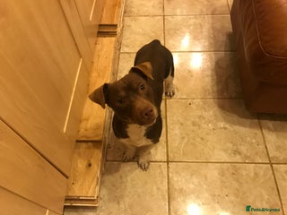 Jack Russell dogs in Wednesbury - Advert 23